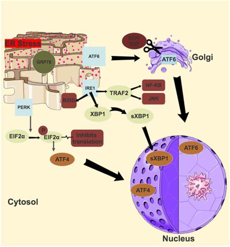 Antioxidants Free Full Text The Intertwined Roles Of Oxidative