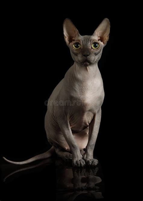 Purebred Canadian Sphinx Cat Sits On The Windowsill Stock Photo Image Of Nude Breed 167614632