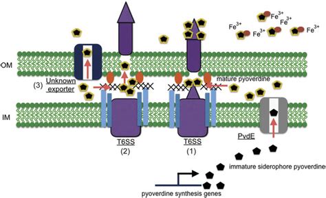 Schematic Of The Pyoverdine Secretion Pathways In P Taiwanensis