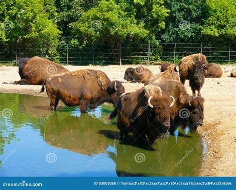 European Bison Zubr Bison Bonasus Herd In Water Stock Photo