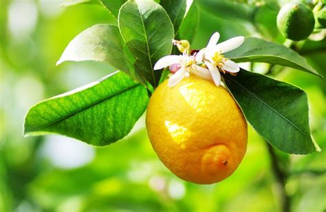 Pianta Di Limone Come Coltivarla Cure Naturali It