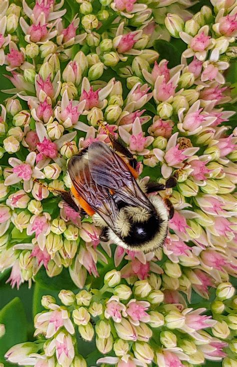 7 Plants To Attract Bumble Bees And Beautify Your Garden 2023