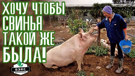 Как одна бабуля корм БЭКС для поросят купила. И как впаривают комбикорм ...