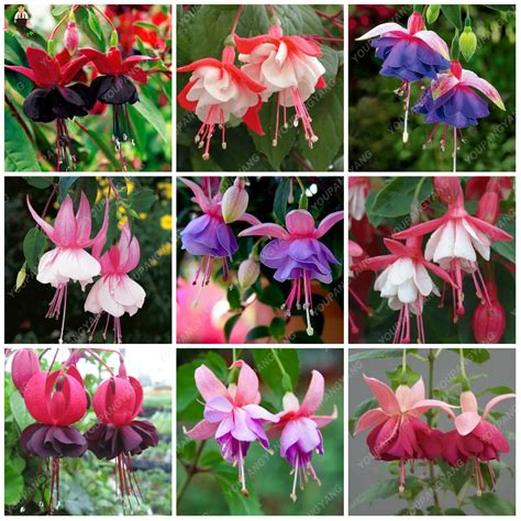 100Pcs Fuchsia Tree Seeds - Pure Bonsai