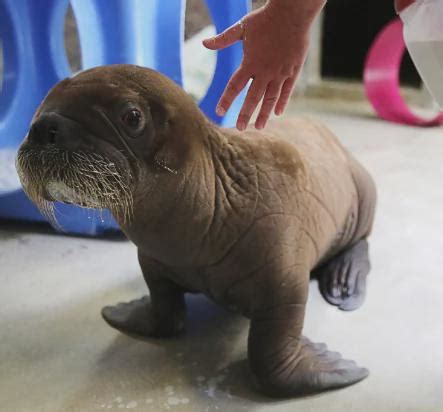 baby walrus : r/cute