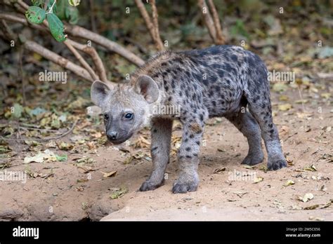 Spotted Hyena Crocuta Crocuta Juvenile Nsefu Sector South Luangwa