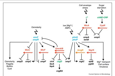 Table 1 From Rewiring Two Component Signal Transduction With Small Rnas