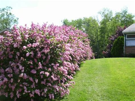 Lilac Hedge Privacy Landscaping Garden Hedges Lawn And Garden