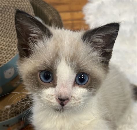 Orca: Sponsored by Ejrup, in memory of Bobtail Badger — Kitkat Playroom