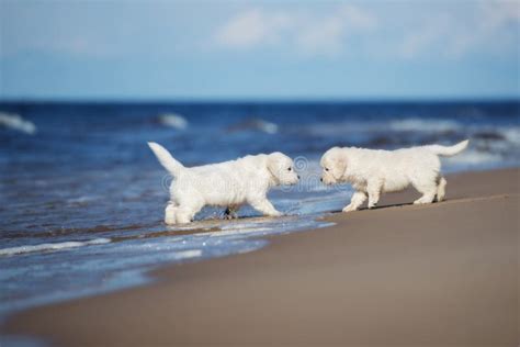 Two Golden Retriever Puppies Walking On A Beach Stock Photo - Image of ...