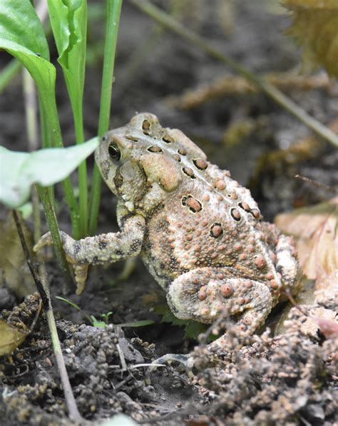 A Day of Toads and Thunderstorms | Natural Crooks Ramblings