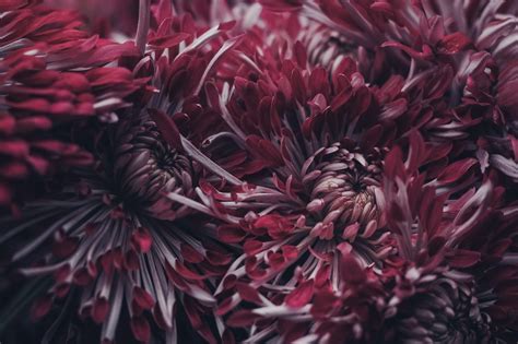 How to Grow Chrysanthemums - Jim's Mowing Australia