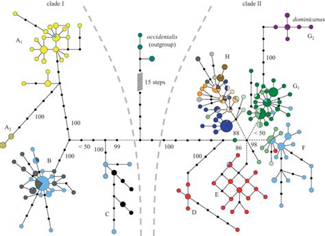 Median Joining Network Of The 160 Concatenated MtDNA Haplotypes Cyt B