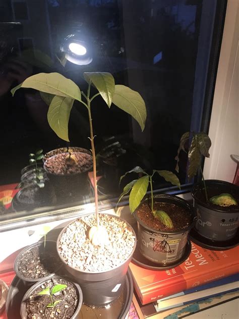 The Leaves Of My Avocado Tree Started Curling Today What Is Wrong With