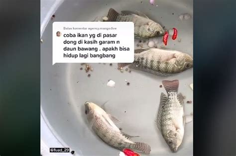 Ramai Di Tiktok Video Tutorial Menghidupkan Ikan Mati Dengan Air Garam