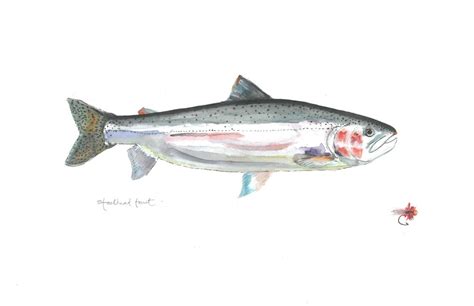 Steelhead 2 Watercolor Giclee Archival Print Custom Sizing Etsy Norway