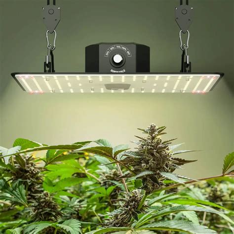 Using LED Lights in Hydroponics - Monster U