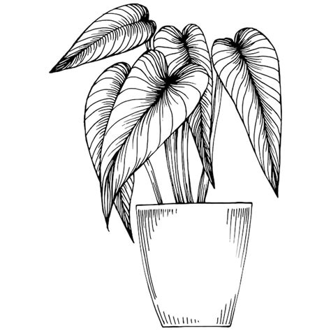 Accueil Plante En Pots Croquis Dessin De Contour Illustration Isolée