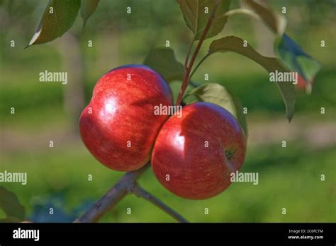 Apfel Malus Domestica Schoener Von Herrnhut Apple Malus Domestica