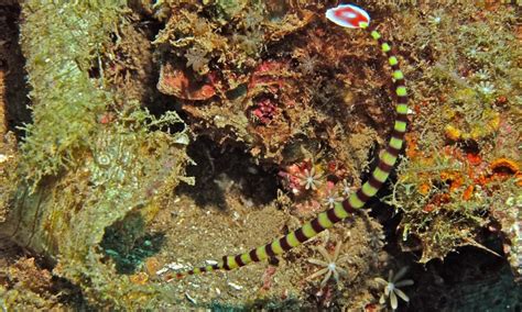 Banded pipefish - Facts, Diet, Habitat & Pictures on Animalia.bio