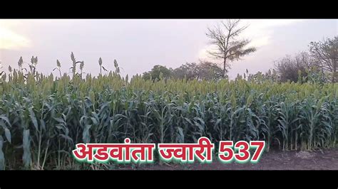 Advanta Jowar How To Advanta Hybrid Jowar