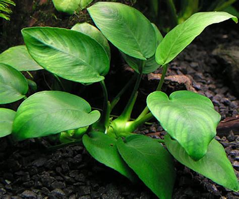 ᐉ Anubia Nana TODO Planta de acuario para principiante