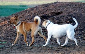 Detecci N De Problemas En El Saco Anal Canino Gatosyperros Net