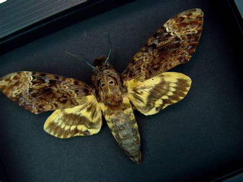 Creepy Death Head Moth Acherontia Alachesis Male