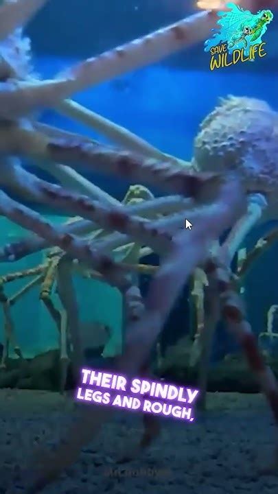 Interesting Facts About Japanese Spider Crab 🦀 Shots Spidercrab