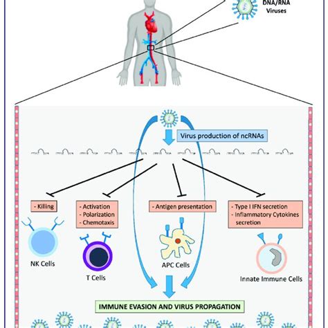 Pathogenetic mechanisms influenced by v-ncRNAs. | Download Scientific ...