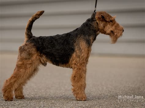 Welsh Terrier Rassebeschreibung Adressen Und Viele Fotos