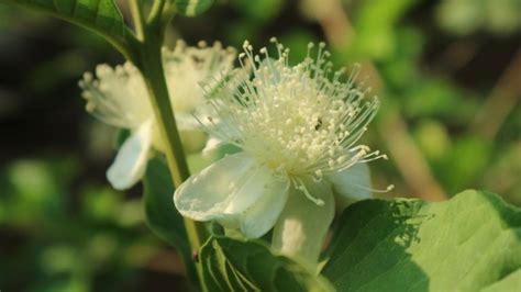 Growing Dwarf Guava - In Containers At Home | Gardening Tips