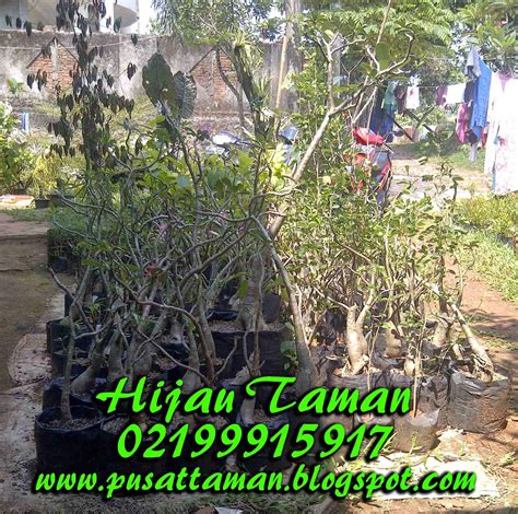 KAMBOJA JEPANG | BONSAI ADENIUM | JUAL TANAMAN HIAS | TUKANG TAMAN