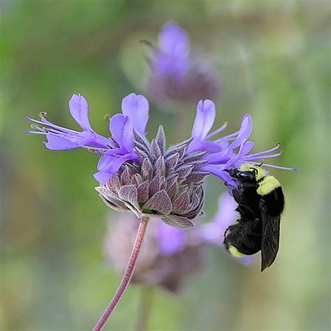 Sweet Garden Bumble Bee Photograph by Richard Leon | Fine Art America