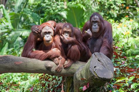 Orangutan Centre And Sandakan City Tour Borneo Natural Sukau Bilit Resort