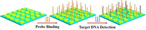 Label Free Detection Of Dna Hybridization With A Compact Lspr Based