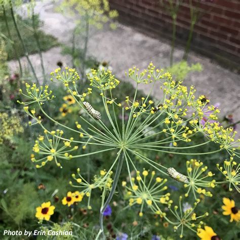 An Ode To Caterpillars - Ohio History Connection