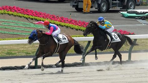 ＜札幌3r・3歳未勝利＞ゴール前の直線で一気に逃げ切って勝ったメイショウソムリエ（撮影・千葉 茂） ― スポニチ Sponichi Annex