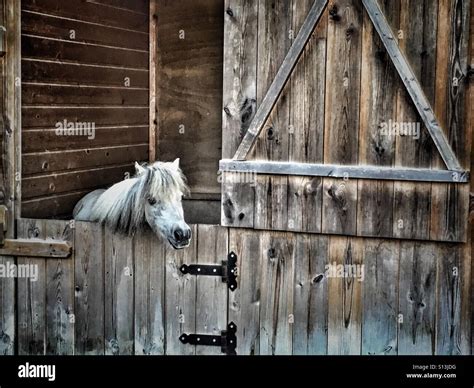 Falabella, miniature horse in stable Stock Photo - Alamy