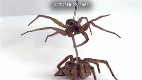 Zombie Spiders | WORLD Watch