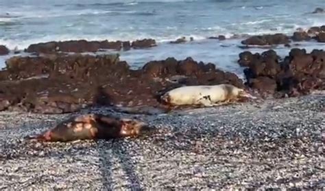 VIDEO Hallan lobos marinos muertos en playa Llacolén de Antofagasta