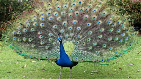 Why Do Peacocks Spread Their Feathers [all Reasons Explained ]