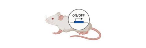 Genetic Engineering: Definition, Characteristic, & Examples