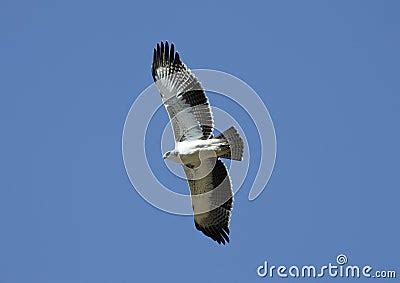 Eagles Flight Stock Photography - Image: 13803202