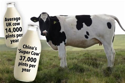 China Genetically Engineers Nephilim Super Cows That Can Pump Out 300