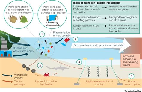 Oceanic Hitchhikers Assessing Pathogen Risks From Marine Microplastic