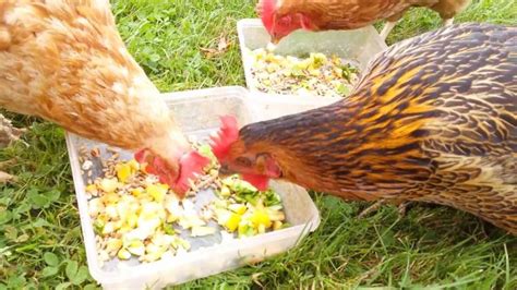 Recette nourriture pâtée pour poules Nourriture poule pondeuse