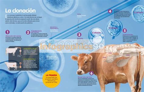 Infografía La Clonación De Animales Infographics90