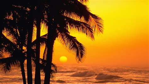 Glorious Tropical Yellow Sunset Yellow Sunset Waves Sea Palms Hd