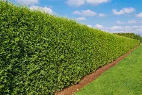 6 Fastest Growing Hedges For The Garden | Horticulture.co.uk